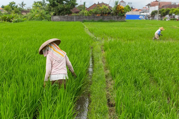 Agricultores que trabalham no campo do arroz — Fotografia de Stock