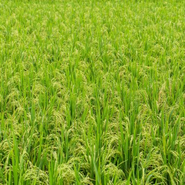 Yeşil pirinç tarlası