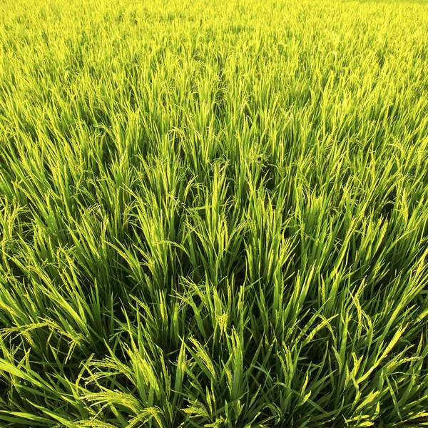 Campo de arroz verde — Foto de Stock