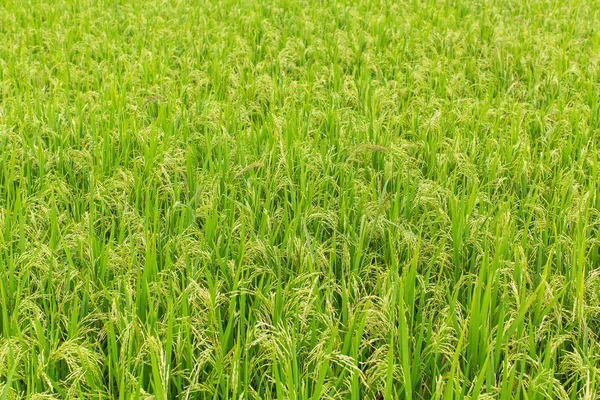 푸른 벼 밭 — 스톡 사진