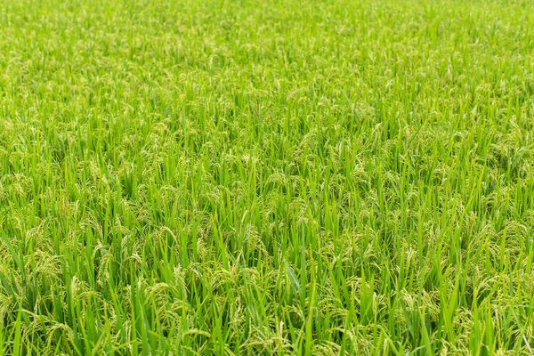 Green summer rice field. — 스톡 사진