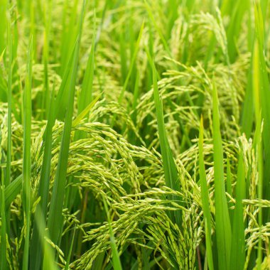 Yeşil pirinç tarlası