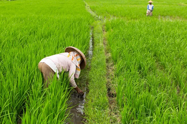 Campesinos trabajando en el campo de arroz —  Fotos de Stock