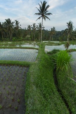 Yeşil pirinç terasları