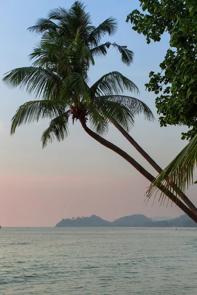 Palme am tropischen Strand — Stockfoto