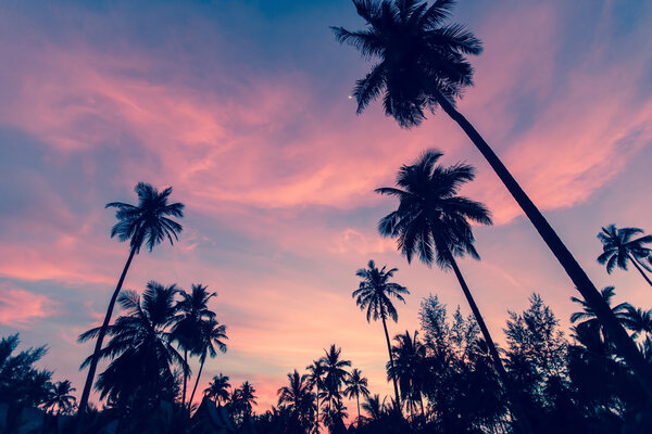 Silhouettes of palm trees 