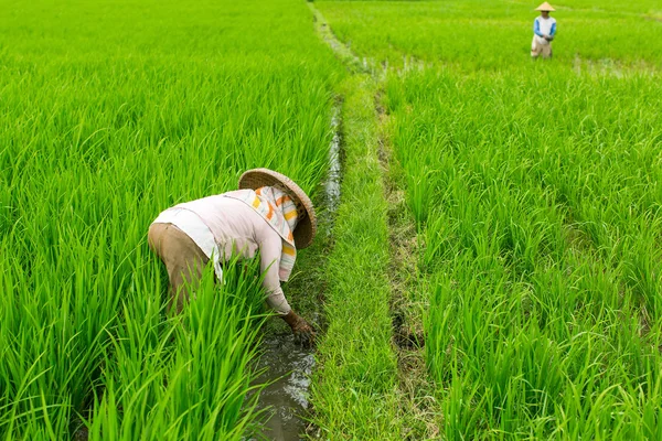 Bauern arbeiten im grünen Reisfeld. — Stockfoto