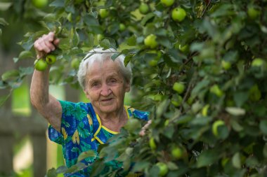  bir elma bahçesi yaşlı kadın.