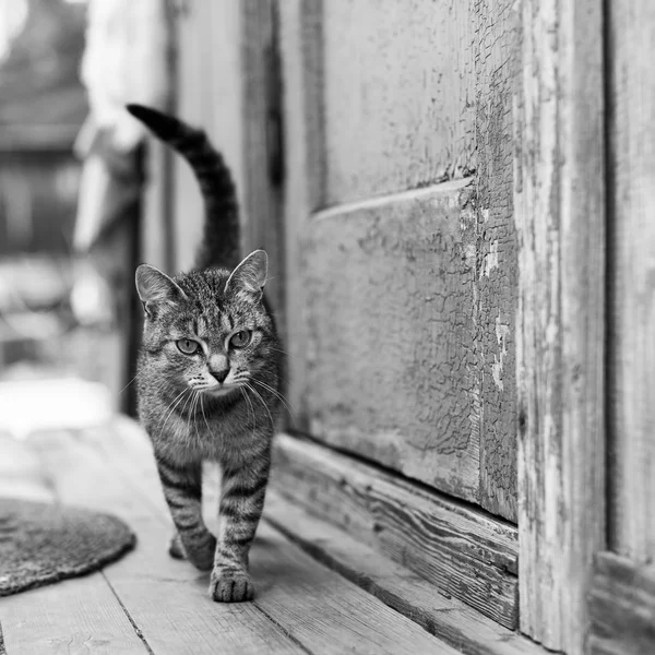 Katt på veranda med en byhus — Stockfoto