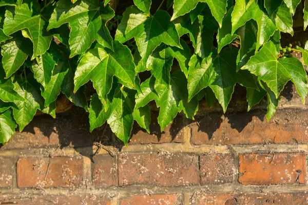 Zelené listy na cihlovou zeď — Stock fotografie