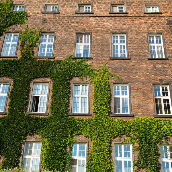 Windows of Wawel Castle — Zdjęcie stockowe