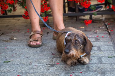 Geçit töreni kostümlü sosis köpekler
