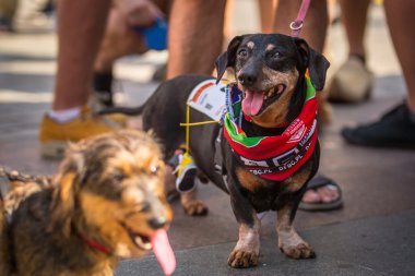 Geçit töreni kostümlü sosis köpekler