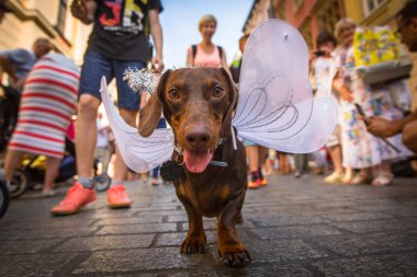 Geçit töreni kostümlü sosis köpekler