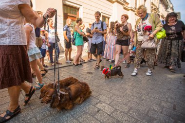 Geçit töreni kostümlü sosis köpekler