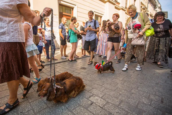 Parade costumed sausage dogs — Stock Photo, Image