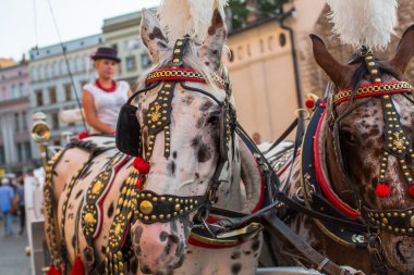 Polonyalı asker tetikte