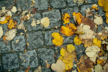 Sonbahar kaldırımında düşen sarı yapraklar.