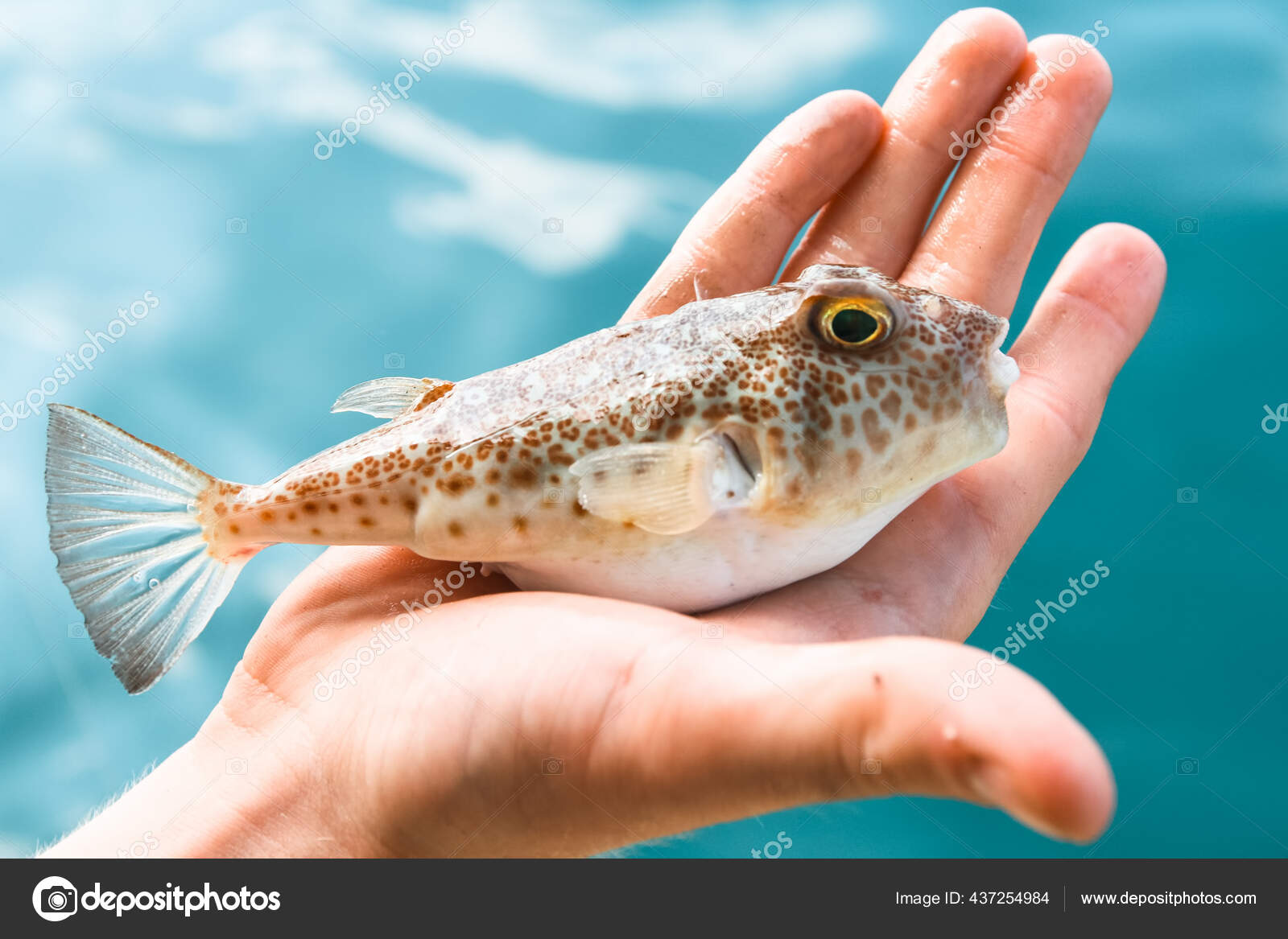 omitir Timor Oriental absorción pez globo fugu Frotar Pensativo Sofisticado