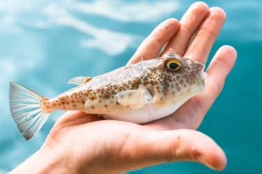 Zehirli kirpi Fugu balığı avucunun içinde, Tayland Körfezi 'nde yatıyor..