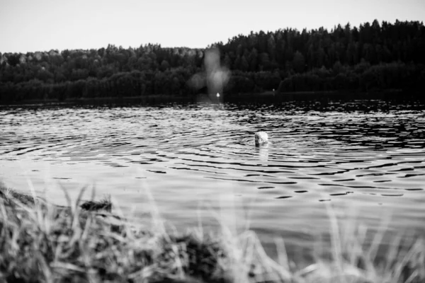 Stará Žena Plavající Letní Řece Při Západu Slunce Černobílá Fotografie — Stock fotografie