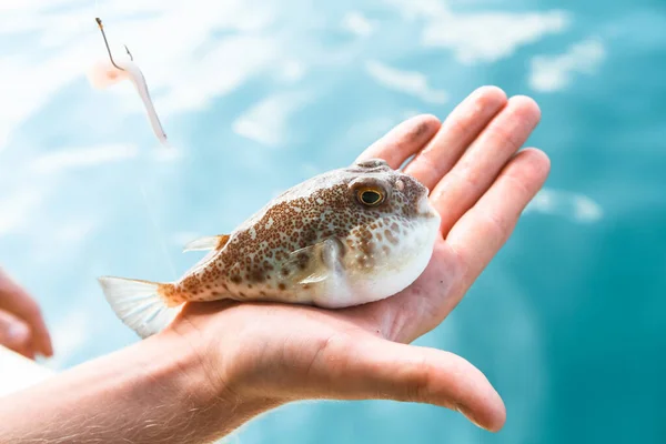 Peixe Fugu Venenoso Está Deitado Palma Mão Close Golfo Tailândia — Fotografia de Stock