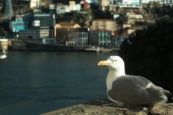 Möwe Wasser Der Altstadt Von Porto Portugal — Stockfoto