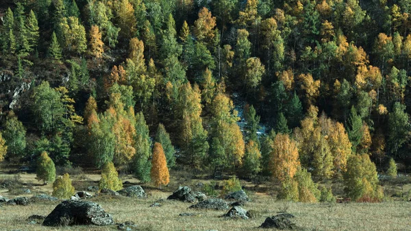 Vista Das Florestas Outono Nas Montanhas Altai Rússia — Fotografia de Stock