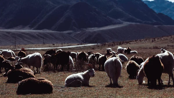 俄罗斯阿尔泰共和国山上的羊吃草 — 图库照片