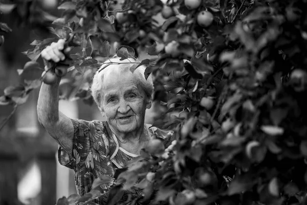 Una Anciana Huerto Manzanas Foto Blanco Negro —  Fotos de Stock