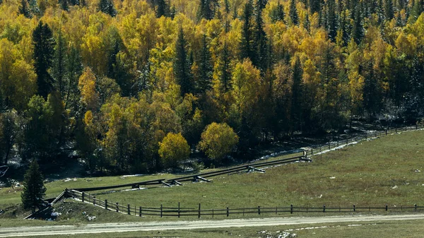 Höstskog Norra Chuyaåsen Altai Ryssland — Stockfoto