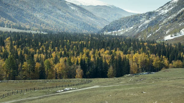 Άποψη Του Φθινοπώρου Δάσους Στη Δημοκρατία Altai Βουνό Ρωσία — Φωτογραφία Αρχείου