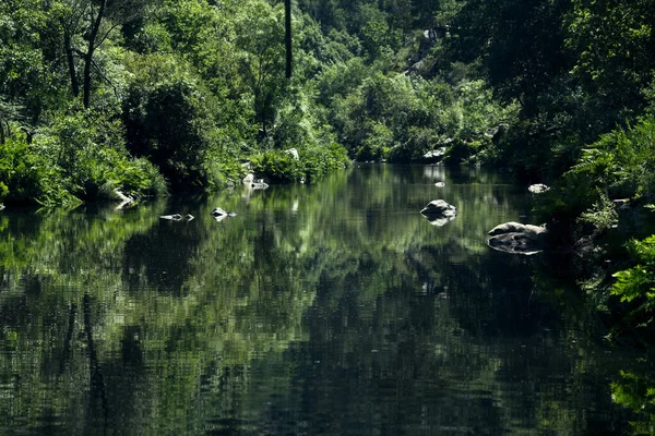 View Peaceful Forest River Nord Portugal — Foto de Stock