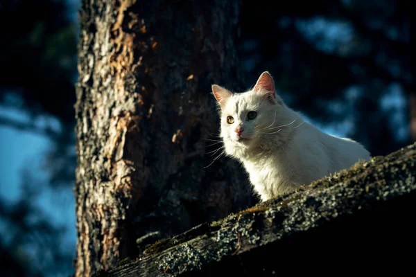 White Yard Cat Hunts Street — Stock Photo, Image