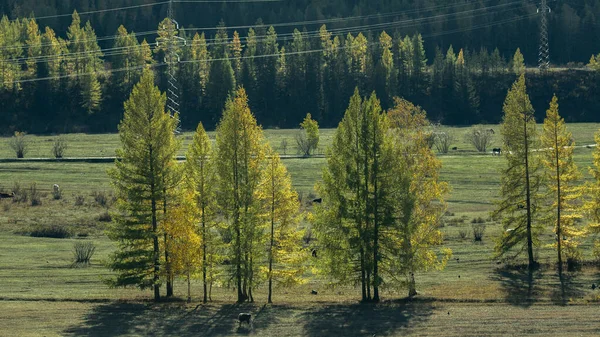 Synpunkter Altai Republiken Höst Ryssland — Stockfoto