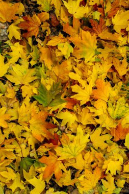 Akçaağaçların kırmızı ve sarı yaprakları yere düşmüştü..