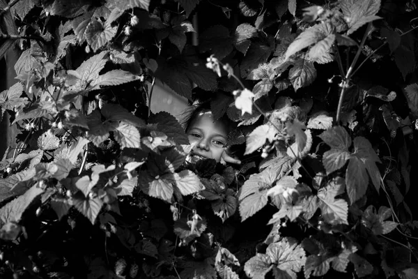 Κοριτσάκι Που Κρυφοκοιτάζει Από Θάμνο Στον Κήπο Ασπρόμαυρη Φωτογραφία — Φωτογραφία Αρχείου