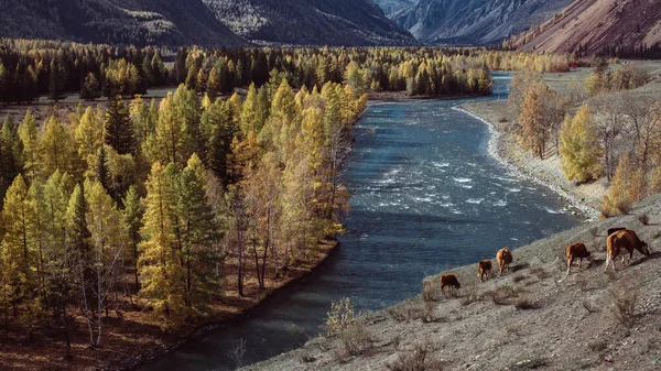Utsikt Över Floden Katun Vid Foten Altai Ryssland — Stockfoto