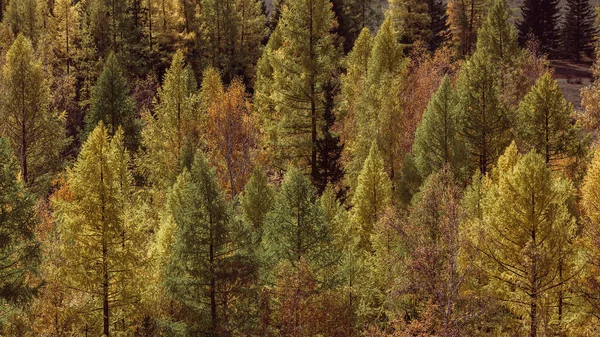 俄罗斯阿尔泰共和国山麓的秋林景观 — 图库照片