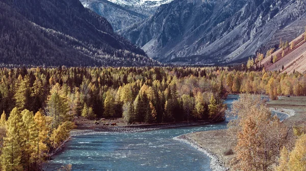 Utsikt Över Floden Katun Vid Foten Altai Ryssland — Stockfoto