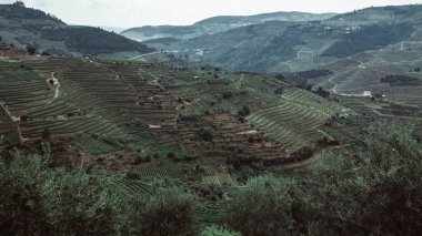 Üzüm bağları Douro Vadisi, Portekiz 'de bir tepede.. 