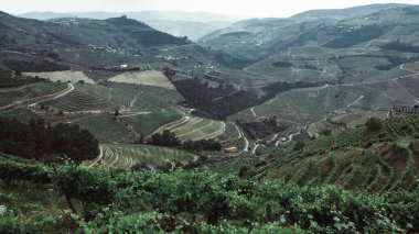Üzüm bağlarının manzarası Portekiz 'in Douro Vadisi' ndeki bir tepede.. 