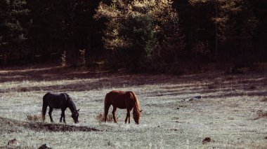 Atların manzarası Altai Cumhuriyeti, Rusya 'nın eteklerinde otluyor..