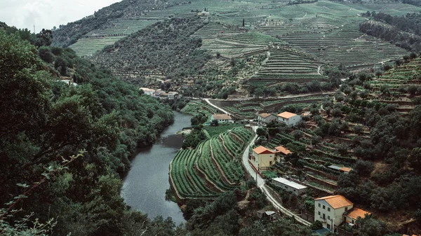Uitzicht Wijngaarden Een Heuvel Douro Valley Portugal — Stockfoto