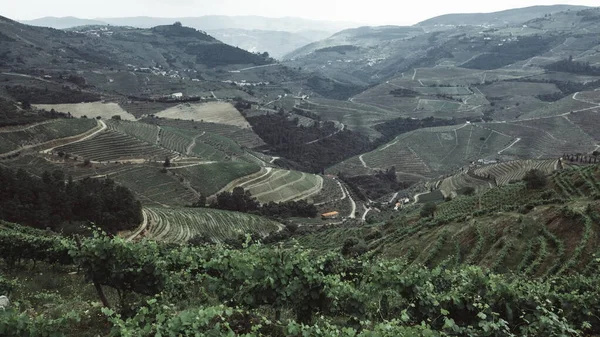 Uitzicht Wijngaarden Een Heuvels Het Landschap Douro Valley Portugal — Stockfoto