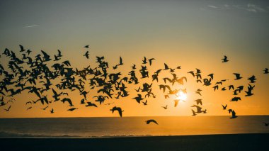 Şaşırtıcı turuncu günbatımında Atlantik Okyanusu 'nda siluet martı sürüsü..