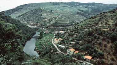 Nehir ve üzüm bağlarının manzarası Portekiz 'in Douro Vadisi' nde bir tepe üzerindedir.. 