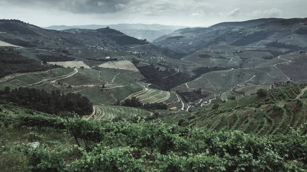 Blick Von Oben Auf Die Weinberge Auf Einem Hügel Douro — Stockfoto