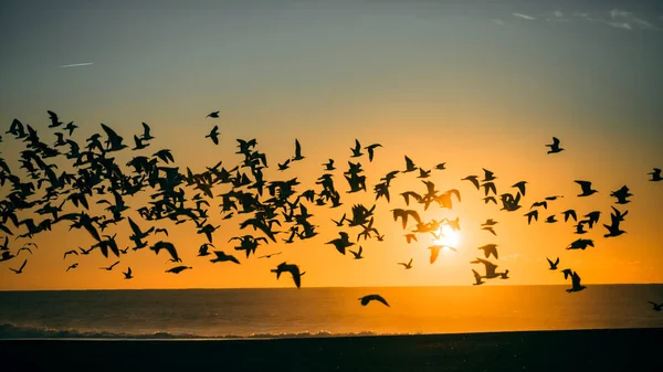 Silhouetten Zwermen Meeuwen Atlantische Oceaan Tijdens Prachtige Oranje Zonsondergang — Stockfoto