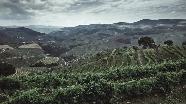 Uitzicht Heuvels Douro Valley Noord Portugal — Stockfoto